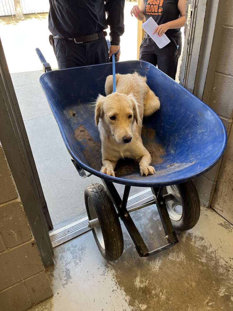 From the Brink of Death to a New Lease on Life a Heartwarming Tale of a Shelter Dog's Rescue Journey