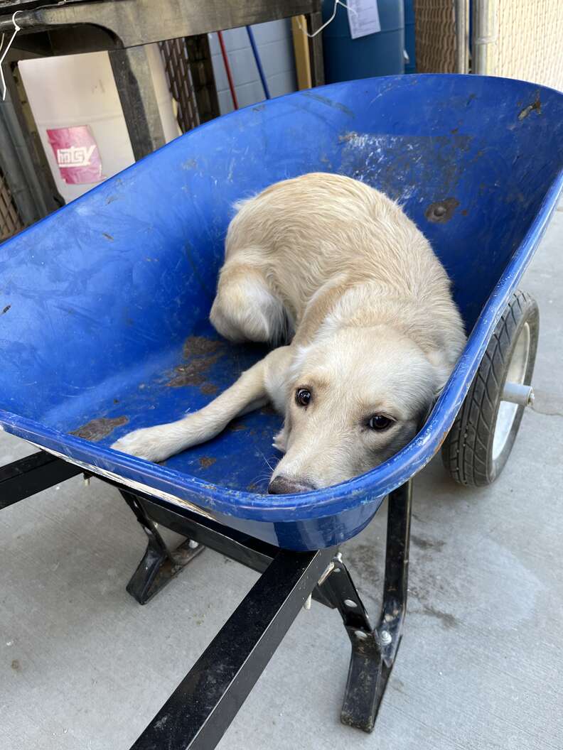 From the Brink of Death to a New Lease on Life a Heartwarming Tale of a Shelter Dog's Rescue Journey