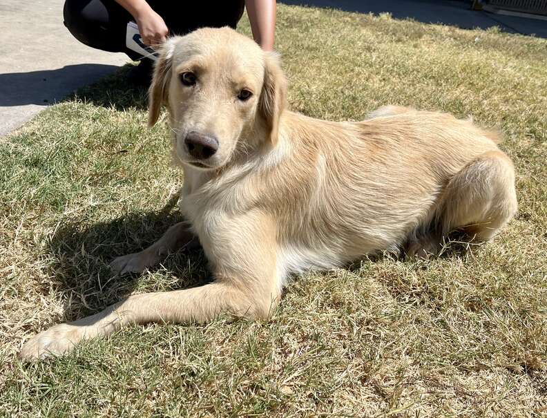 From the Brink of Death to a New Lease on Life a Heartwarming Tale of a Shelter Dog's Rescue Journey