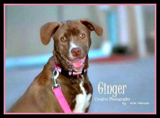 Ginger's Journey from Abandonment to Beloved Companion in a Heartwarming Tale of Resilience and Transformation