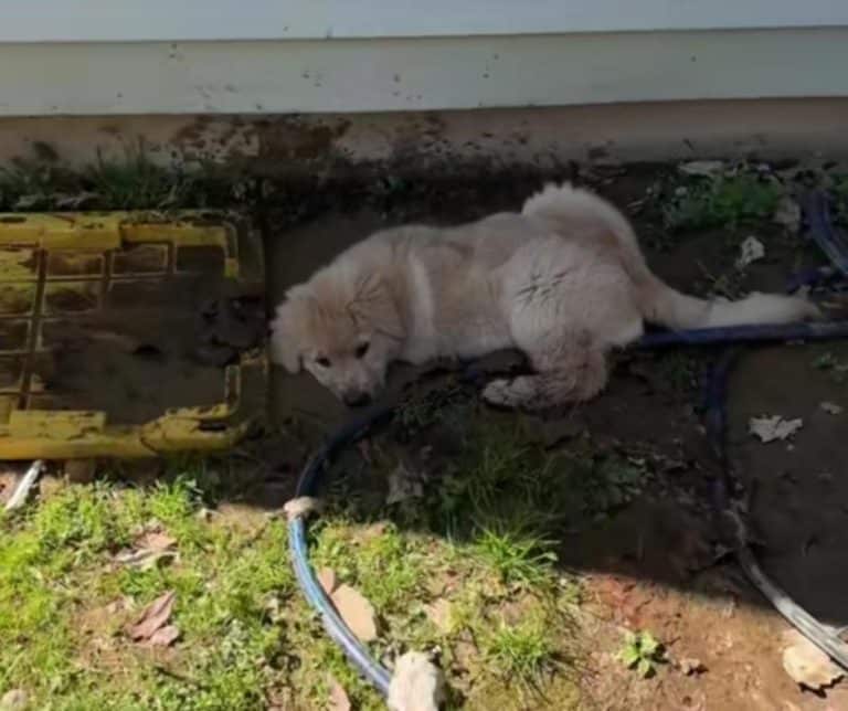 Golden Retriever Puppy Creates Unforgettable Memories While Blowing Bubbles in the Mud on a Perfect Spring Day