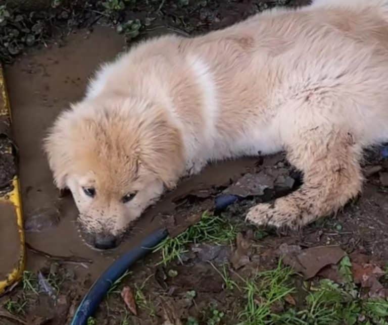 Golden Retriever Puppy Creates Unforgettable Memories While Blowing Bubbles in the Mud on a Perfect Spring Day