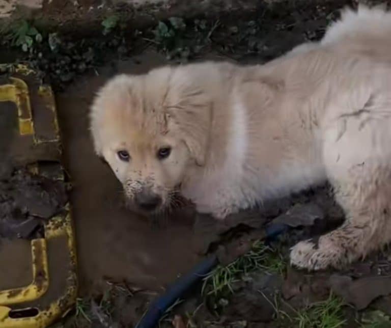 Golden Retriever Puppy Creates Unforgettable Memories While Blowing Bubbles in the Mud on a Perfect Spring Day