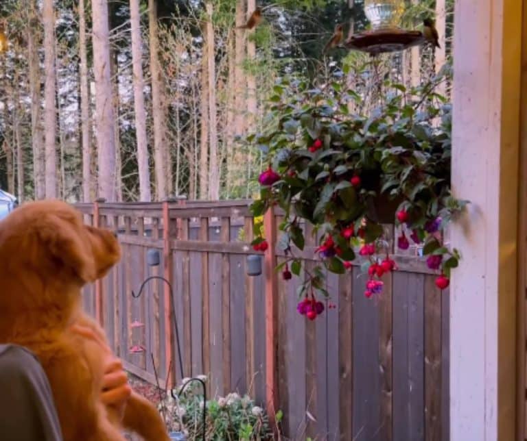 Golden Retriever Puppy Forms a Heartfelt Connection With Hummingbirds in Her Tranquil Backyard Retreat