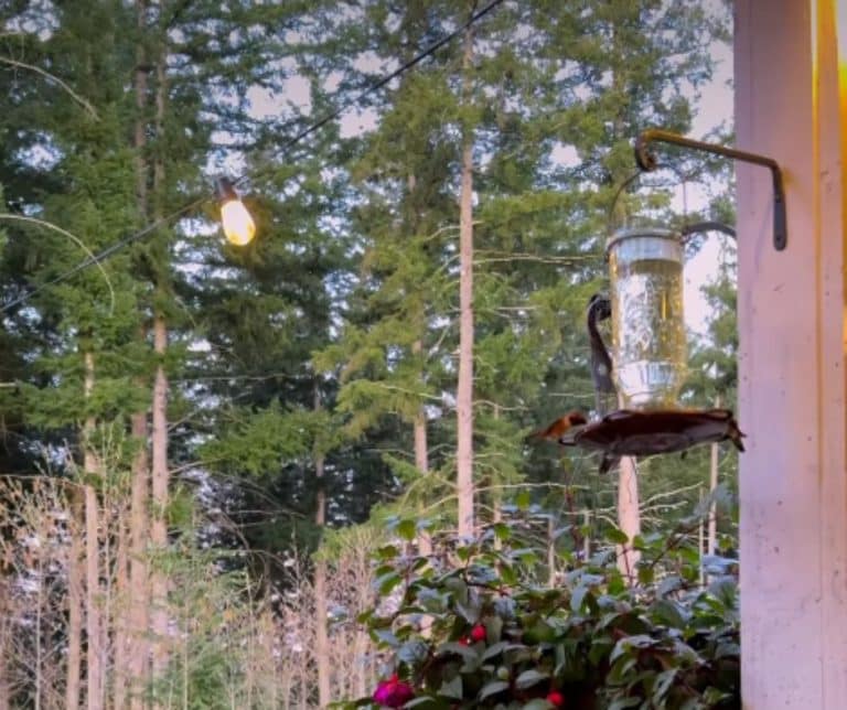 Golden Retriever Puppy Forms a Heartfelt Connection With Hummingbirds in Her Tranquil Backyard Retreat