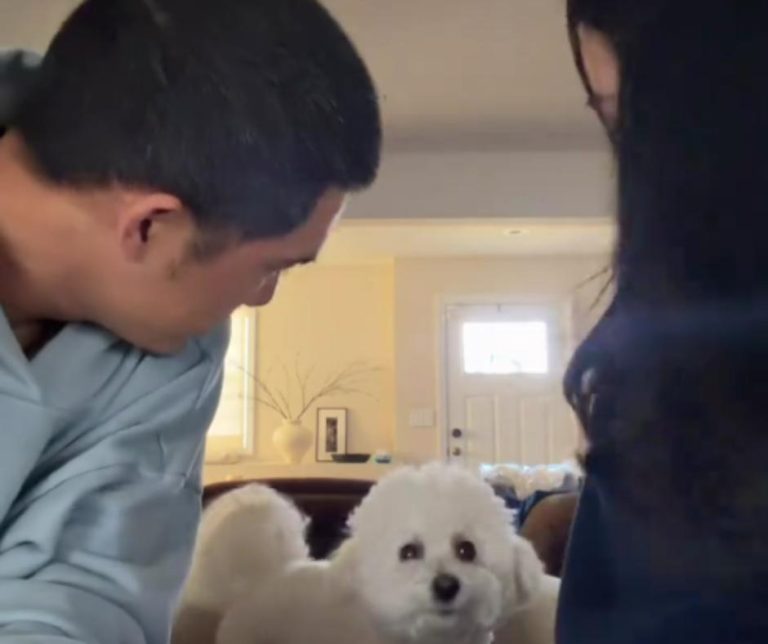 Heartfelt Experiment Reveals a Dog's Unconditional Love in a Couple's Playful Test of Loyalty