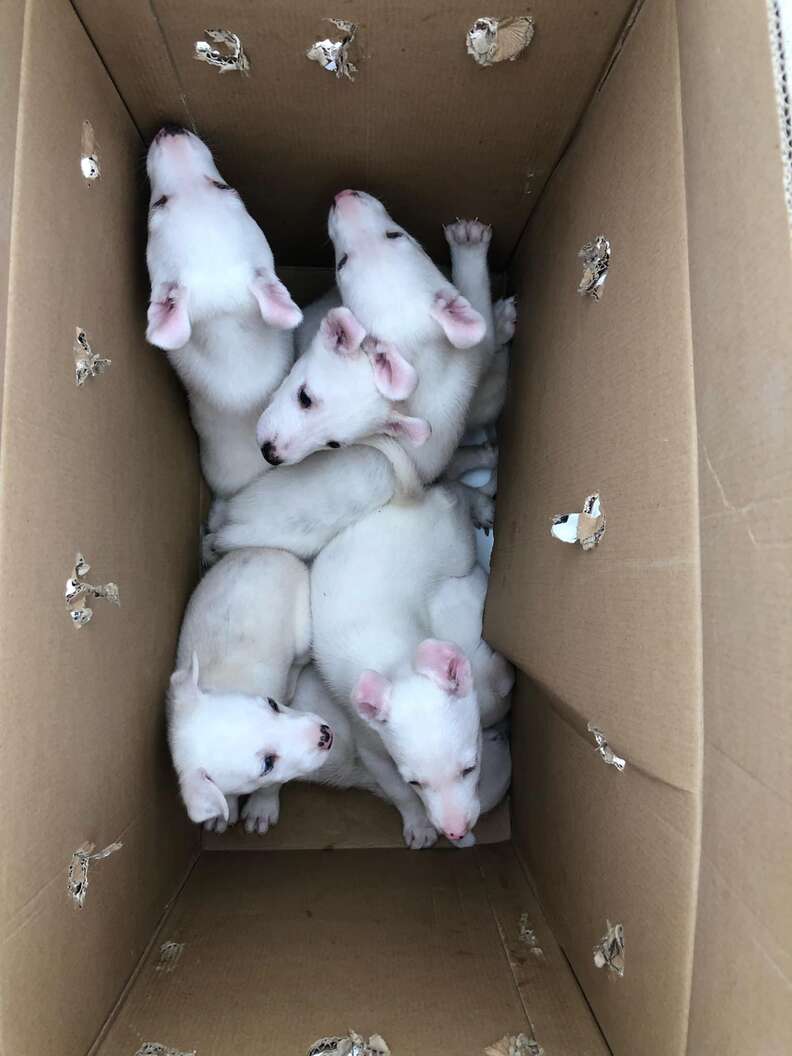 Heartfelt Rescue of Abandoned Puppies Reveals Their Touching Journey to Recovery and Joy