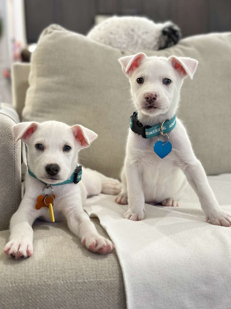 Heartfelt Rescue of Abandoned Puppies Reveals Their Touching Journey to Recovery and Joy