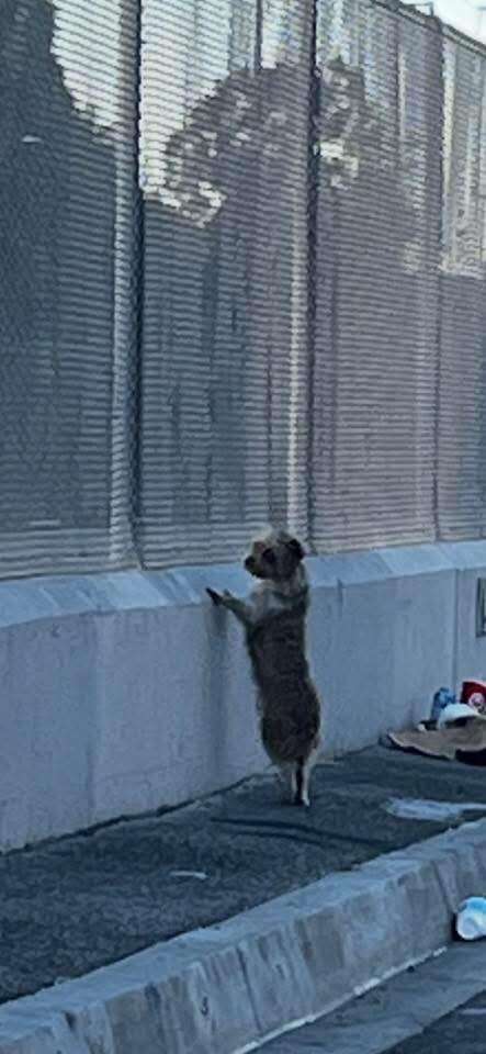 Heartwarming Journey of a Stray Dog Who Spent a Month Searching for Family and Found the Love She Deserved