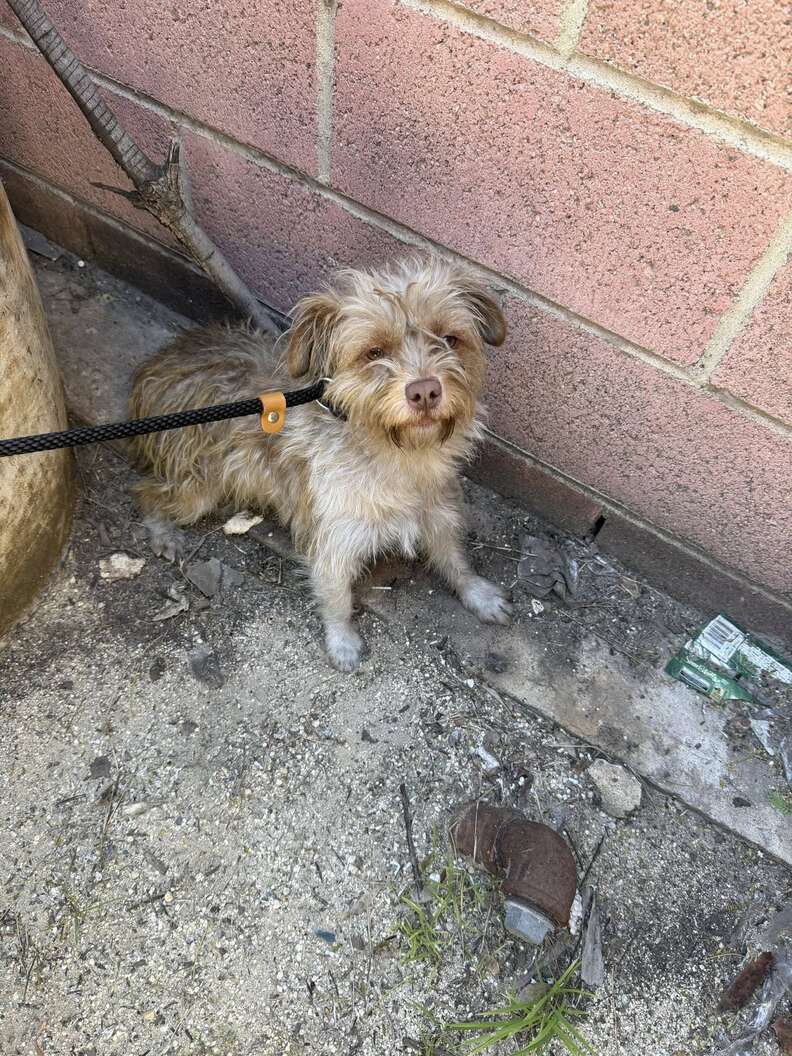 Heartwarming Journey of a Stray Dog Who Spent a Month Searching for Family and Found the Love She Deserved