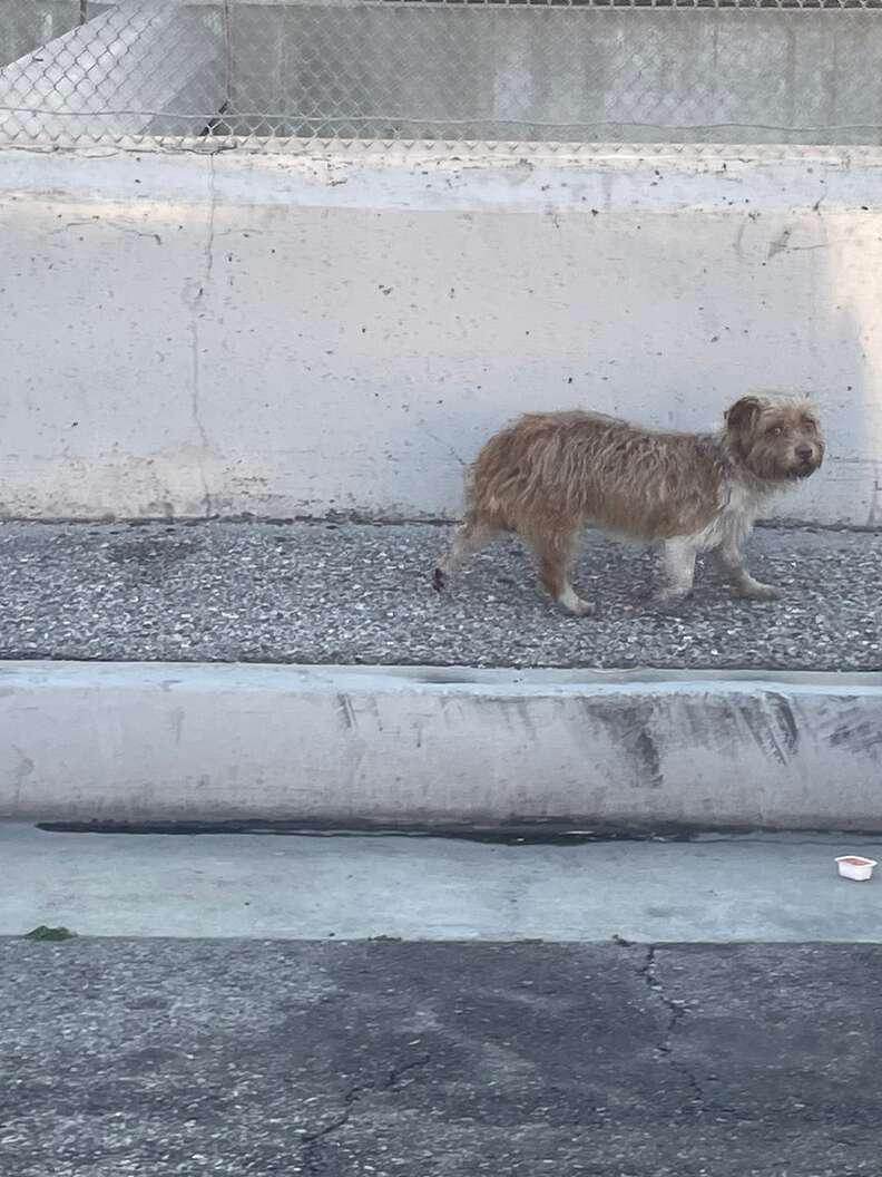 Heartwarming Journey of a Stray Dog Who Spent a Month Searching for Family and Found the Love She Deserved