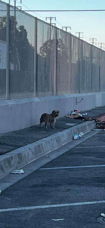Heartwarming Journey of a Stray Dog Who Spent a Month Searching for Family and Found the Love She Deserved