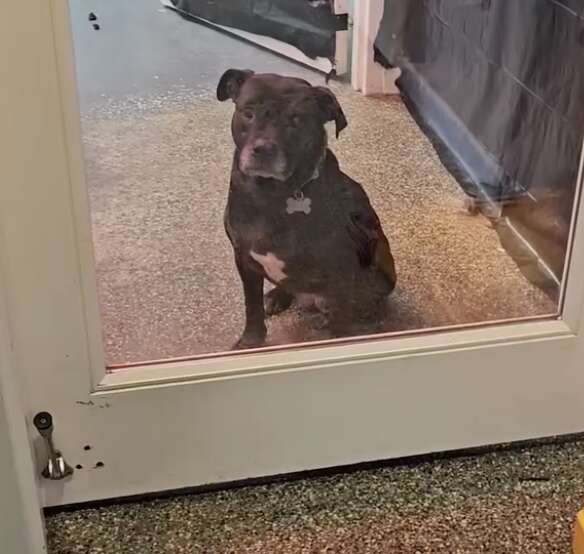 Heartwarming Journey of Mother Gothal the Shelter Dog Who Longs for a Forever Home After 1000 Days of Waiting