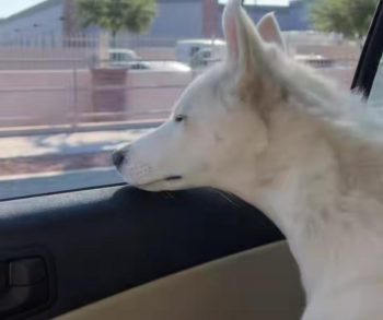 Heartwarming Rescue Leads to Unbreakable Bond Between a Man and a Stray Husky