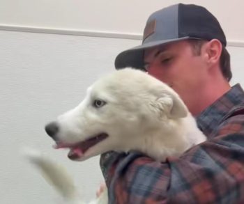 Heartwarming Rescue Leads to Unbreakable Bond Between a Man and a Stray Husky