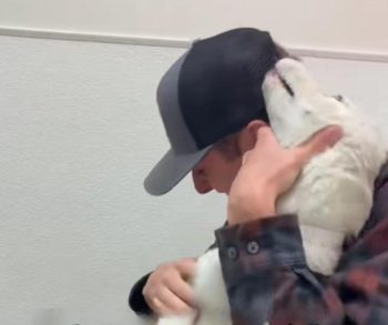 Heartwarming Rescue Leads to Unbreakable Bond Between a Man and a Stray Husky