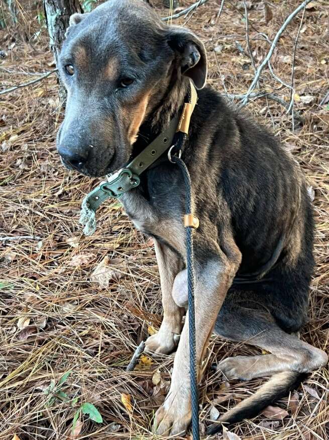 Heartwarming Rescue of a Freezing Dog on the Brink of Death Captivates Community in Jasper County