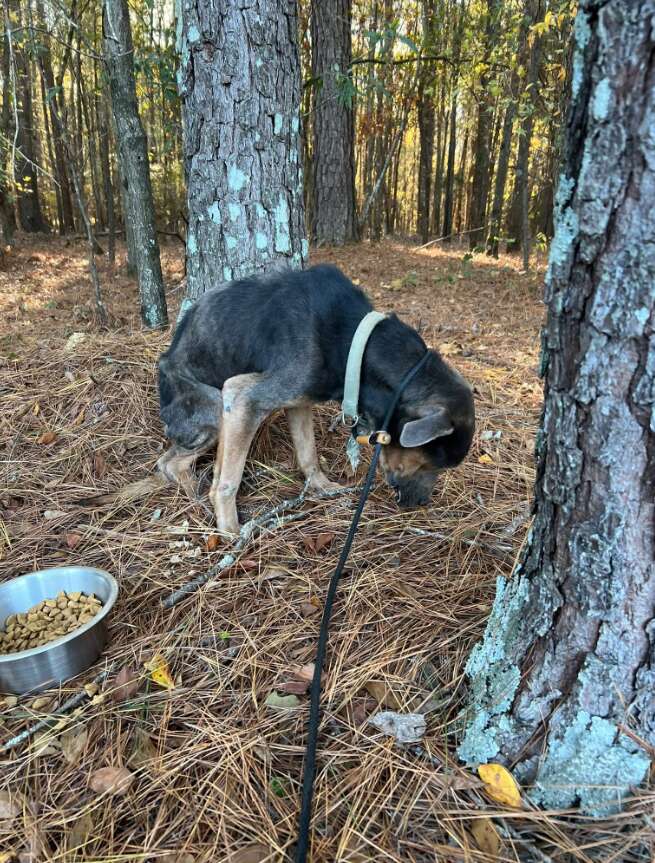 Heartwarming Rescue of a Freezing Dog on the Brink of Death Captivates Community in Jasper County