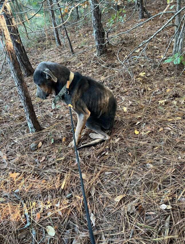 Heartwarming Rescue of a Freezing Dog on the Brink of Death Captivates Community in Jasper County