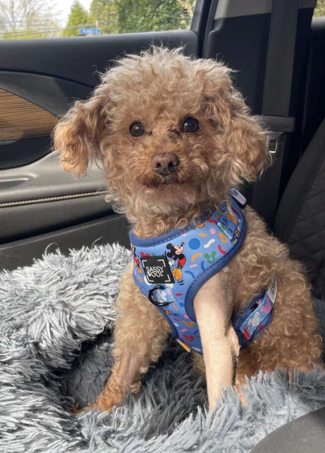 Heartwarming Rescue of a Little Dog Buried in Trash Highlights the Power of Compassion and Community