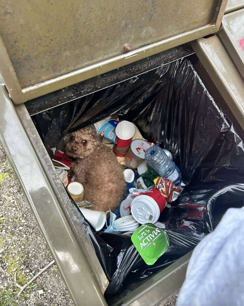 Heartwarming Rescue of a Little Dog Buried in Trash Highlights the Power of Compassion and Community