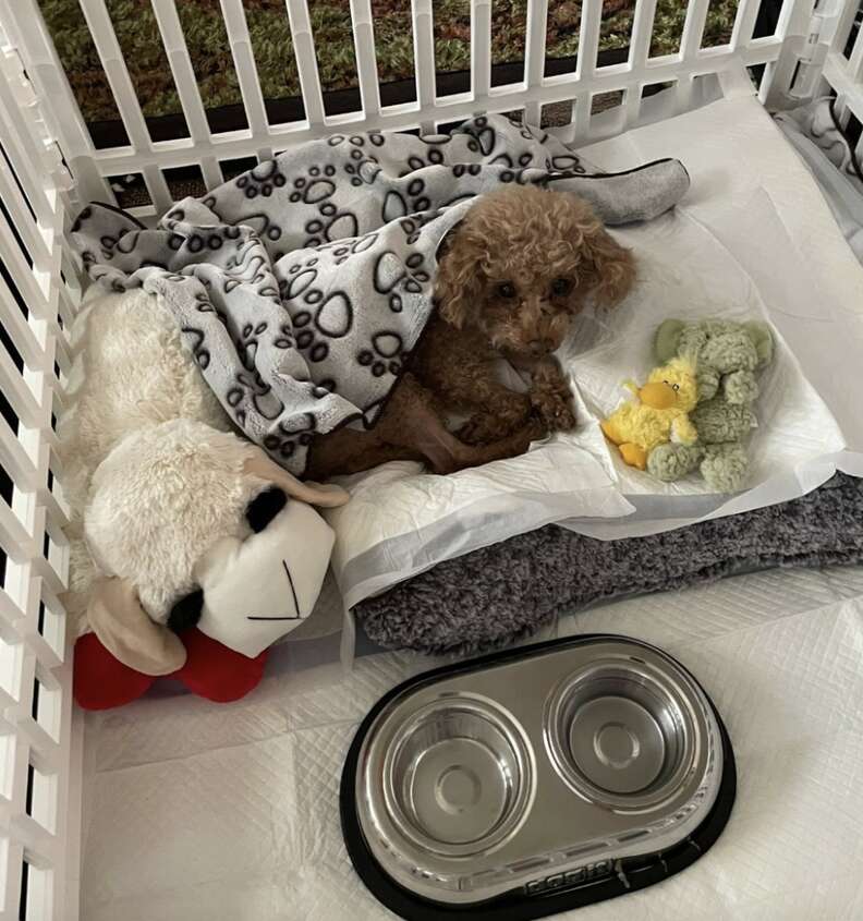 Heartwarming Rescue of a Little Dog Buried in Trash Highlights the Power of Compassion and Community