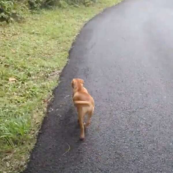 Heartwarming Rescue of a Mother Dog and Her Puppies in the Lush Forest of Puerto Rico