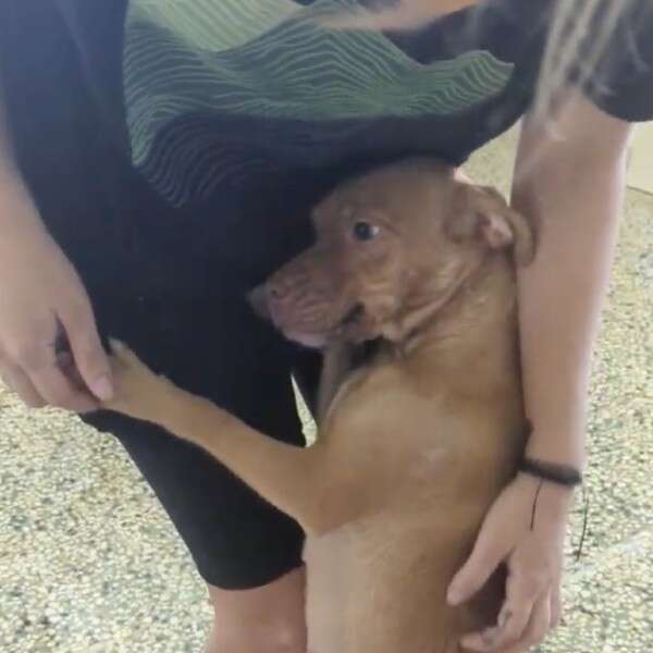 Heartwarming Rescue of a Mother Dog and Her Puppies in the Lush Forest of Puerto Rico