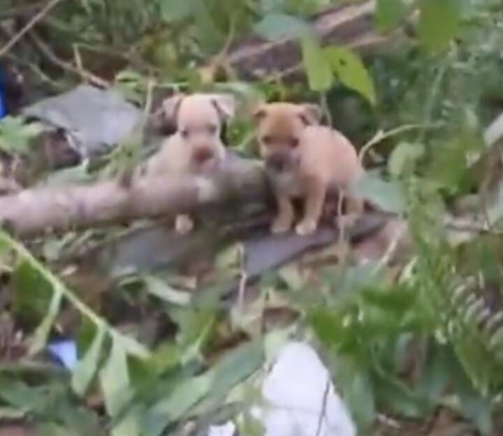 Heartwarming Rescue of a Mother Dog and Her Puppies in the Lush Forest of Puerto Rico