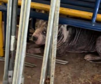 Heartwarming Rescue of a Stray Dog Finds Healing and Hope in Kindness
