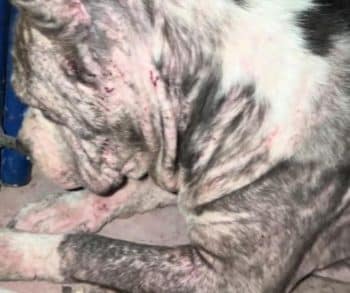 Heartwarming Rescue of a Stray Dog Finds Healing and Hope in Kindness