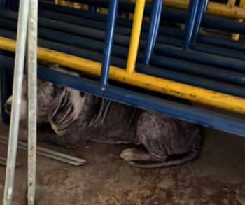 Heartwarming Rescue of a Stray Dog Finds Healing and Hope in Kindness