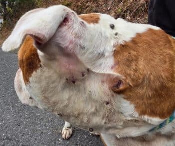 Heartwarming Rescue of Abandoned Dog Found Struggling for Life Covered in Hundreds of Ticks