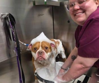Heartwarming Rescue of Abandoned Dog Found Struggling for Life Covered in Hundreds of Ticks