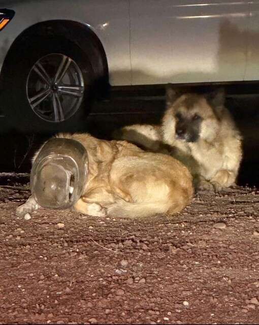 Heartwarming Rescue of Dog Stuck in Plastic Jug Ends in Unforgettable Hug from Grateful Pup