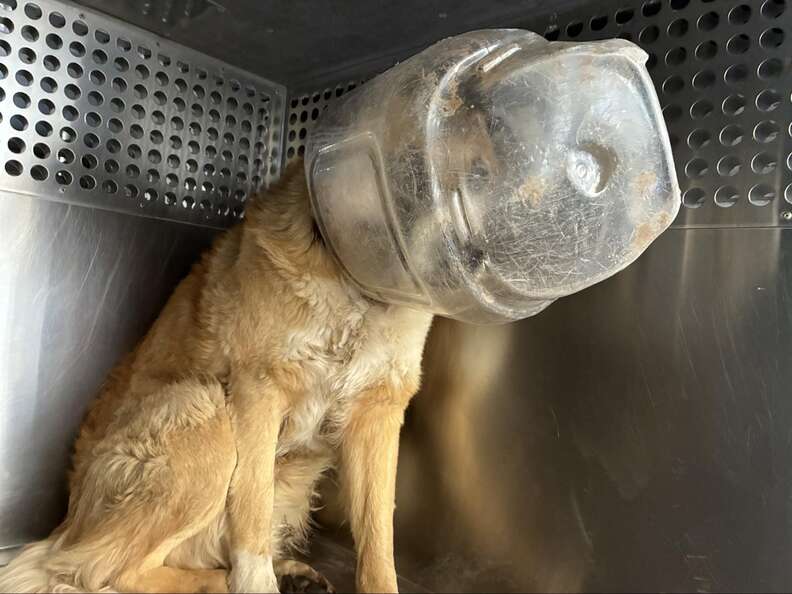 Heartwarming Rescue of Dog Stuck in Plastic Jug Ends in Unforgettable Hug from Grateful Pup