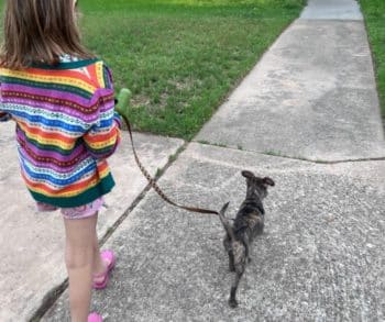 Heartwarming Tale of a Stolen Puppy Named Chico Who Finds Love and a New Life as Rusty