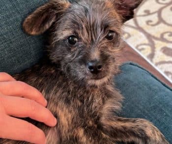 Heartwarming Tale of a Stolen Puppy Named Chico Who Finds Love and a New Life as Rusty