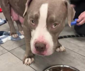 Heartwarming Transformation of a Rescued Pit Bull Who Overcame Abandonment to Find Love and Safety