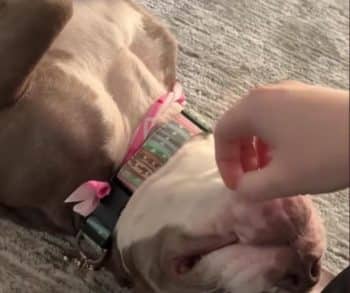Heartwarming Transformation of a Rescued Pit Bull Who Overcame Abandonment to Find Love and Safety