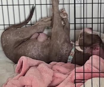 Heartwarming Transformation of a Rescued Pit Bull Who Overcame Abandonment to Find Love and Safety