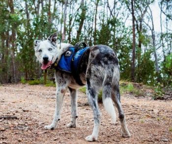Heroic Dog Bear Retires After Saving Over 100 Koalas During Australia's Darkest Bushfire Crisis
