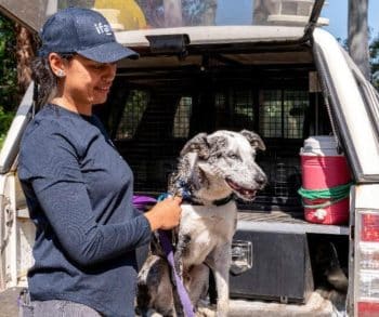 Heroic Dog Bear Retires After Saving Over 100 Koalas During Australia's Darkest Bushfire Crisis