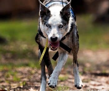Heroic Dog Bear Retires After Saving Over 100 Koalas During Australia's Darkest Bushfire Crisis