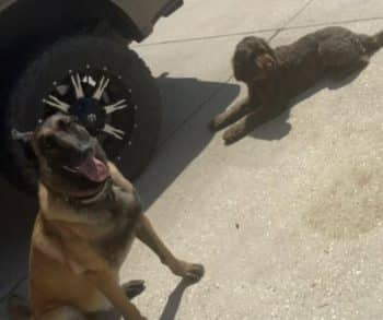 Heroic Dogs Save Their Owner from a Devastating Early Morning Fire in Louisiana