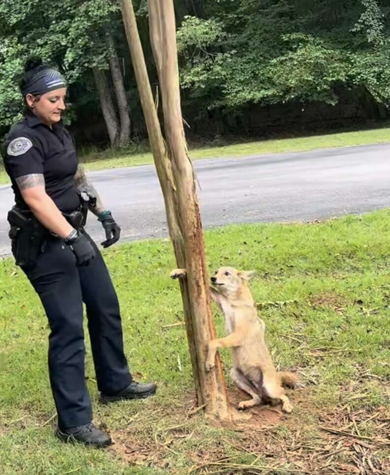 Incredible Rescue of a Stranded Coyote Highlights the Power of Compassion and Kindness