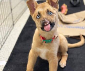Inspiring Journey of Peanut the Puppy Overcoming Trauma and Waiting for His Forever Family