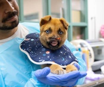 Inspiring Journey of Peanut the Puppy Overcoming Trauma and Waiting for His Forever Family