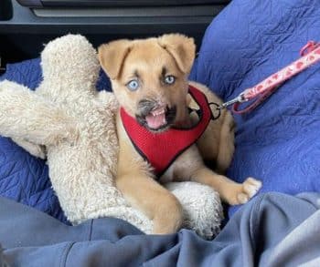 Inspiring Journey of Peanut the Puppy Overcoming Trauma and Waiting for His Forever Family