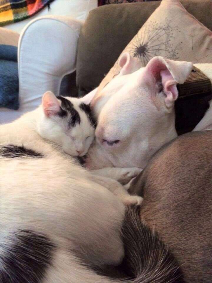 Inspiring Story of a Rescued Dog Finding Friendship After His Joyful Reunion with Family